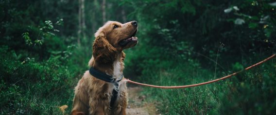 5 facts you should know about dogs before raising them